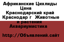 Африканские Цихлиды › Цена ­ 50 - Краснодарский край, Краснодар г. Животные и растения » Аквариумистика   